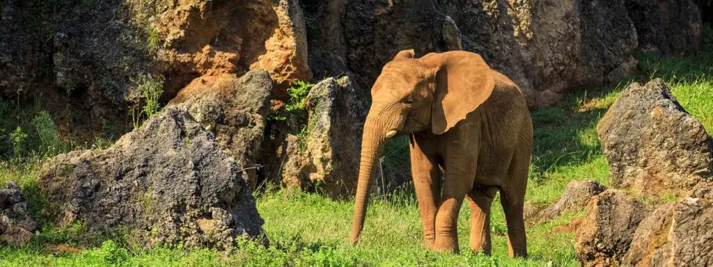 Imagen de un elefante en Cabarceno